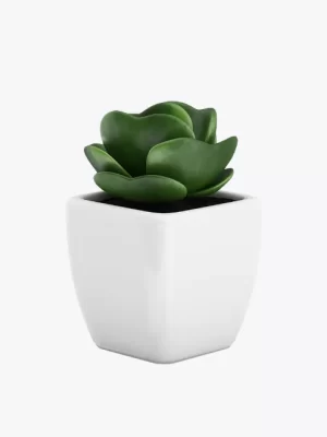 Sollicitudin Aliquam